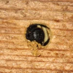 How to Remove Carpenter Bee Debris ?