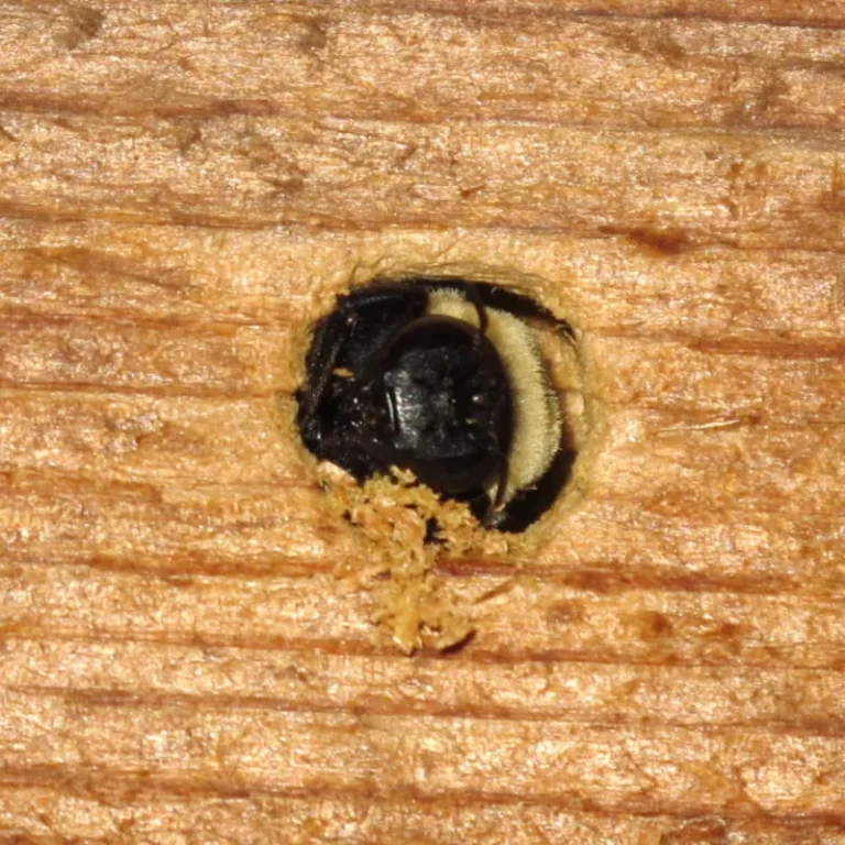 How to Remove Carpenter Bee Debris ?