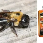 Does Orange Oil Polish Repel Carpenter Bees?