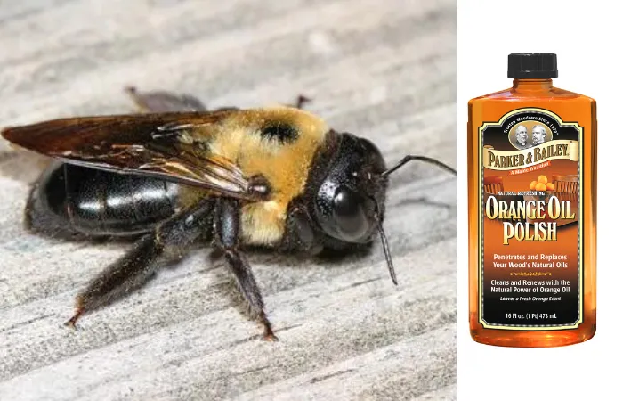 Does Orange Oil Polish Repel Carpenter Bees?