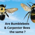 Are-Bumblebees-Carpenter-Bees-the-same