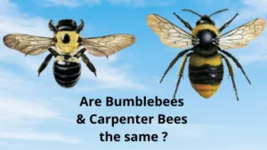 Are-Bumblebees-Carpenter-Bees-the-same