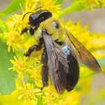 How Long Do Carpenter Bees Live?