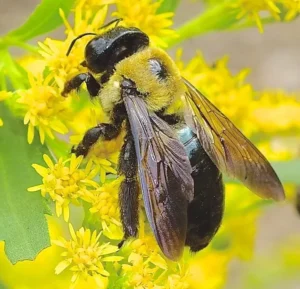 How Long Do Carpenter Bees Live?