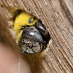 How to Protect Wood from Carpenter Bees