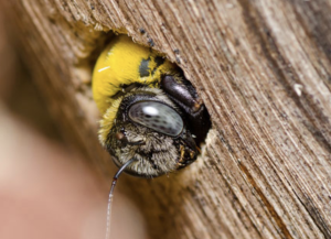 How to Protect Wood from Carpenter Bees