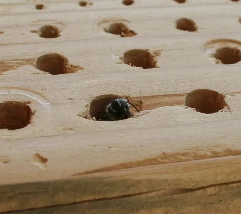 Carpenter Bee Nest