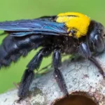 plants that repel carpenter bees