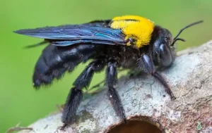 plants that repel carpenter bees