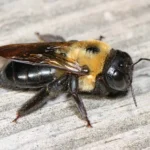 the good and the bad of carpenter bee