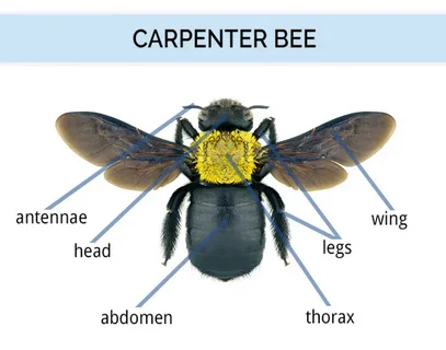 How Long Do Carpenter Bees Live?