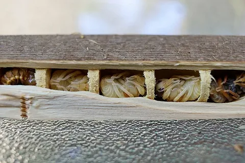 Sealing Carpenter Bee Holes