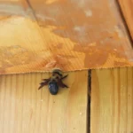 Repairing Carpenter Bee Damage