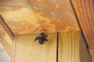 Repairing Carpenter Bee Damage