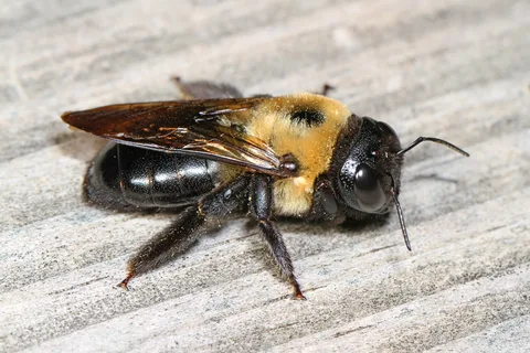 the good and the bad of carpenter bee