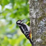 Do Birds Eat Carpenter Bees?