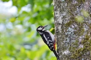 Do Birds Eat Carpenter Bees?