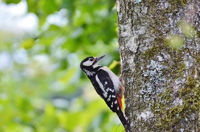 Do Birds Eat Carpenter Bees?