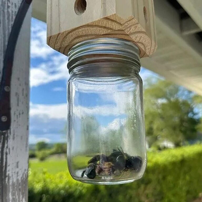 carpenter bee trap