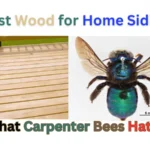 Best Wood for Home Siding that carpenter bees hate