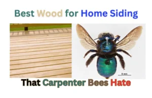 Best Wood for Home Siding that carpenter bees hate