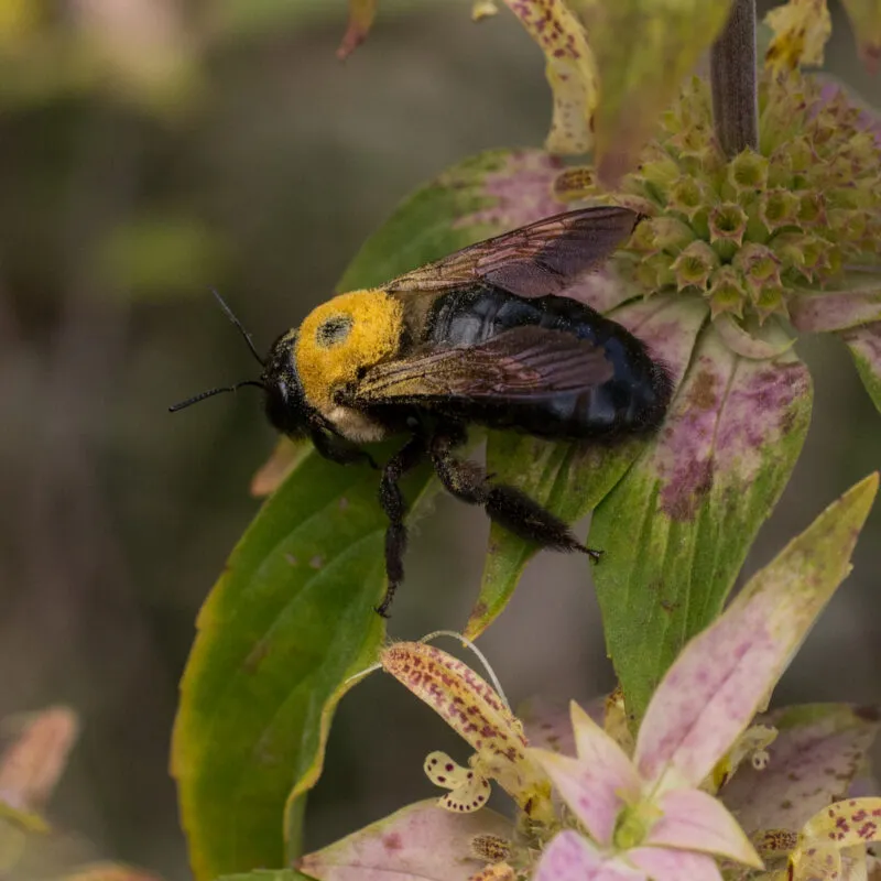 Eastern Carpenter Bees