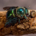 green carpenter bee