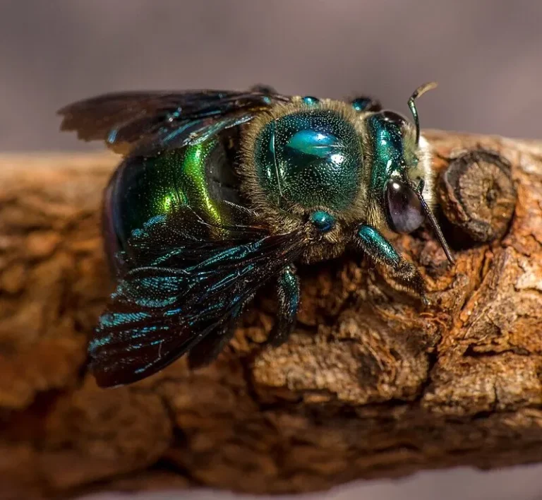 green carpenter bee