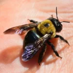 Carpenter Bees Intelligent?