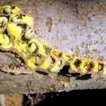 Carpenter Bee nest