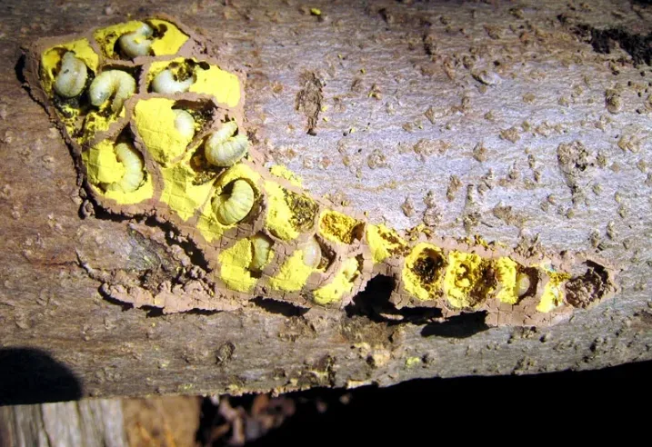 Carpenter Bee Larvae