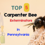 Top 5 Carpenter Bee Exterminators in Pennsylvania