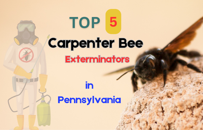 Top 5 Carpenter Bee Exterminators in Pennsylvania