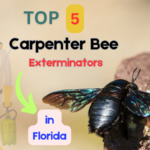 Top 5 Carpenter Bee Exterminators in Florida