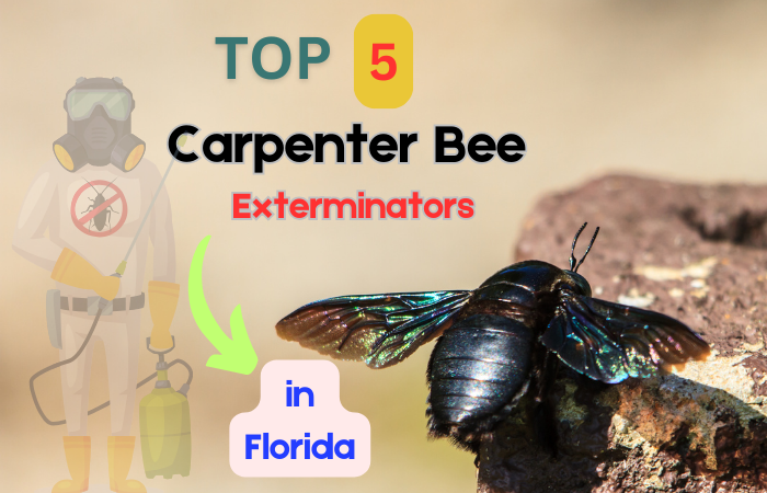 Top 5 Carpenter Bee Exterminators in Florida