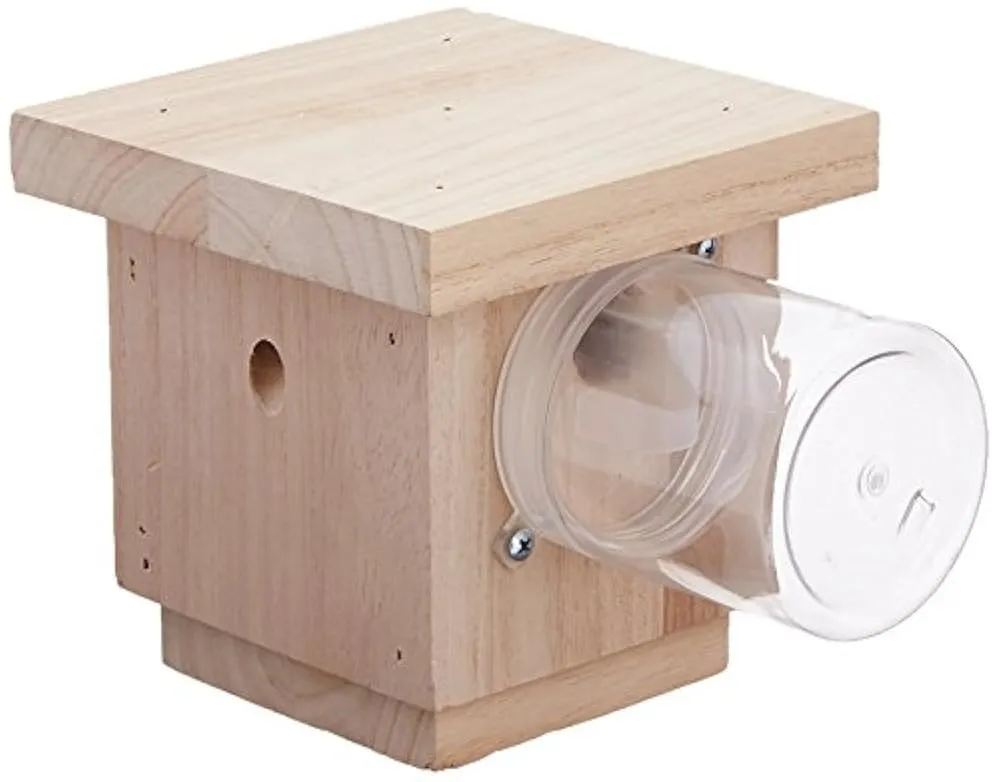 carpenter bee traps