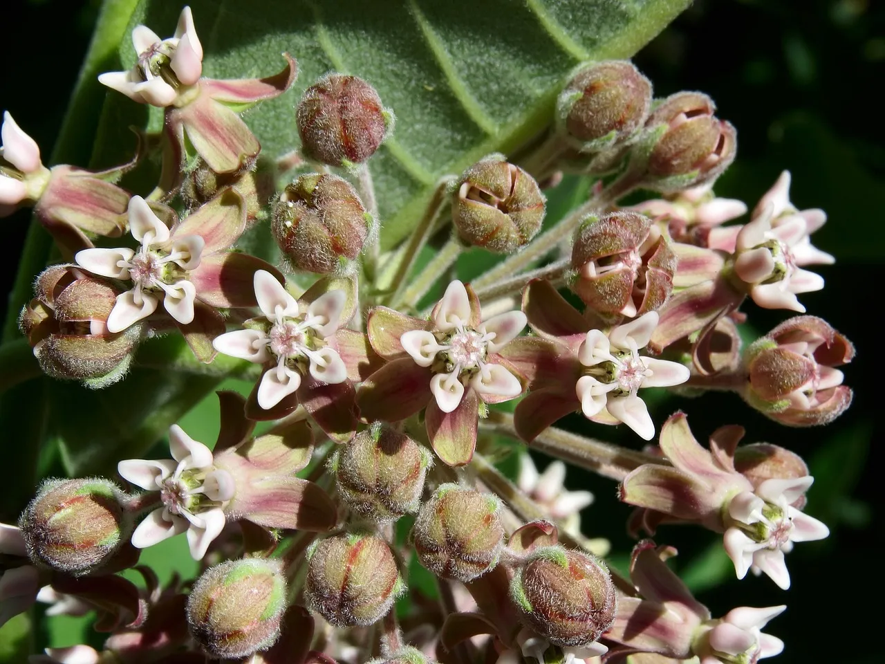 Milkweed (Asclepias spp.)