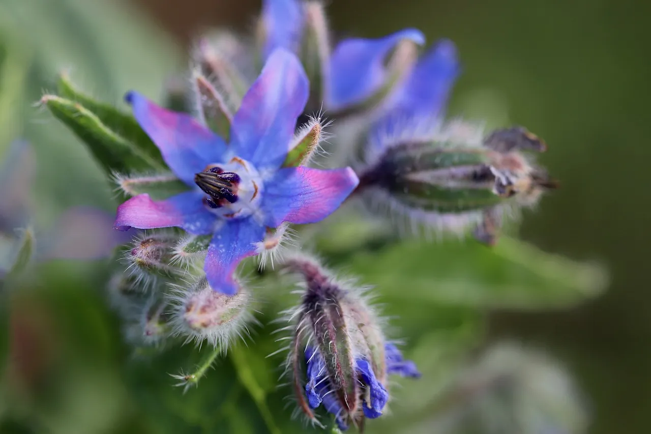 Bourrache officinale
