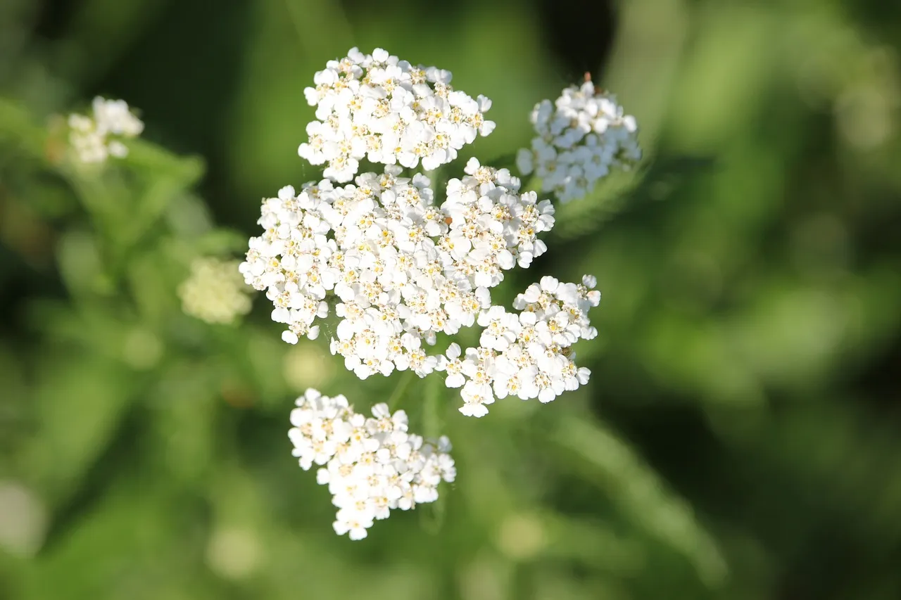 Yarrow (Achillea millefolium)