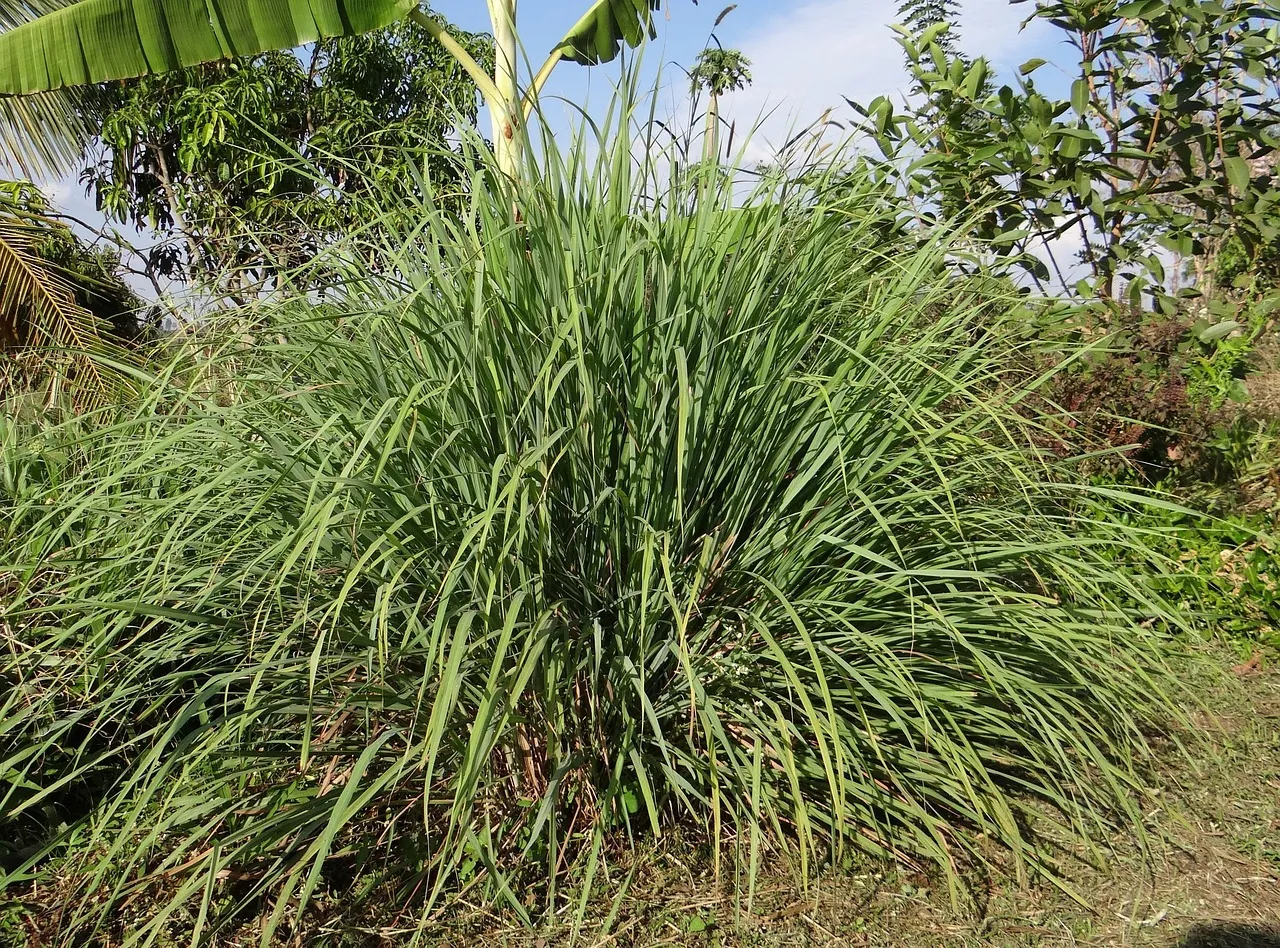 Cymbopogon nardus