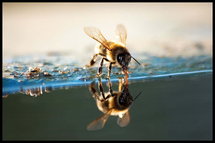 bee trap bait