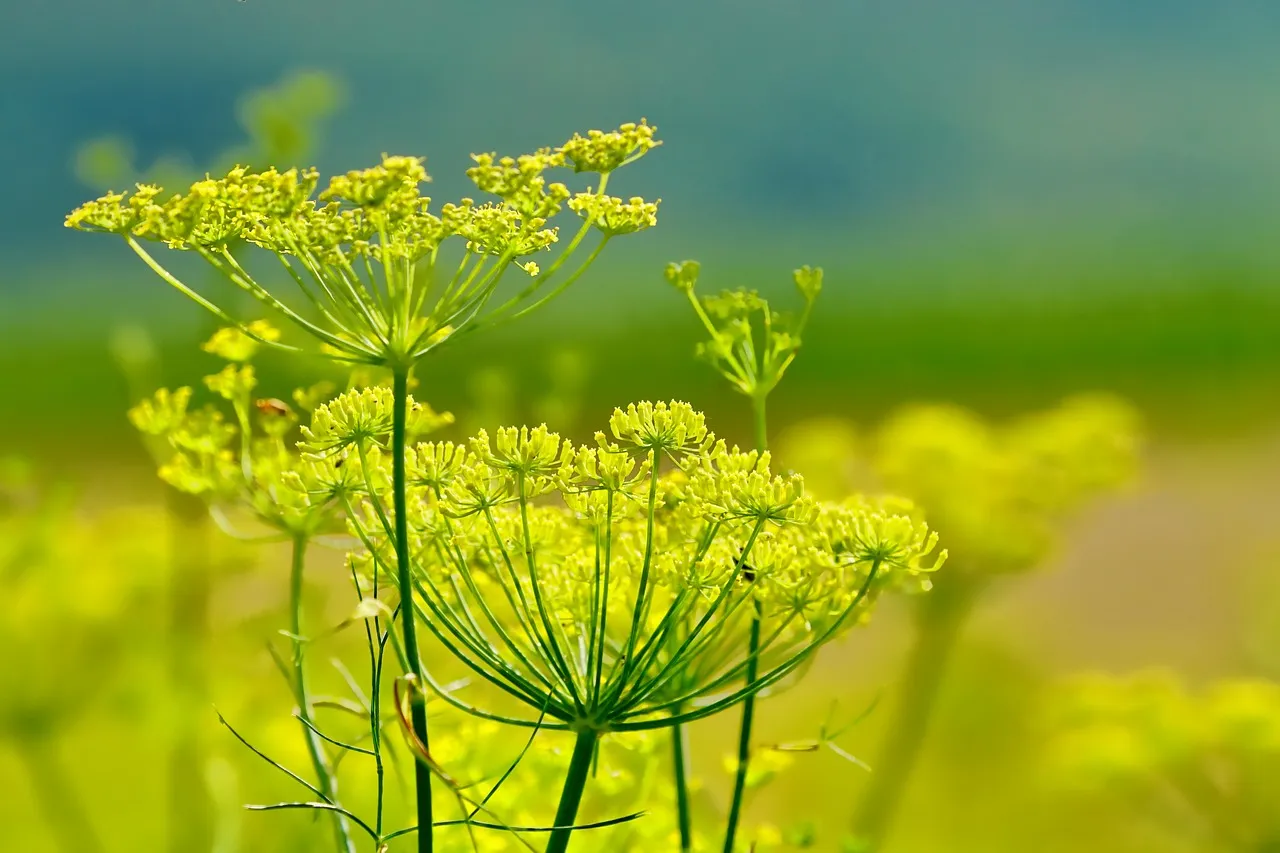 Fennel (Foeniculum vulgare)