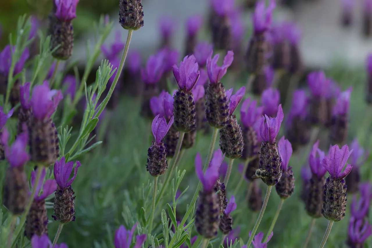 Lavender (Lavandula spp.)