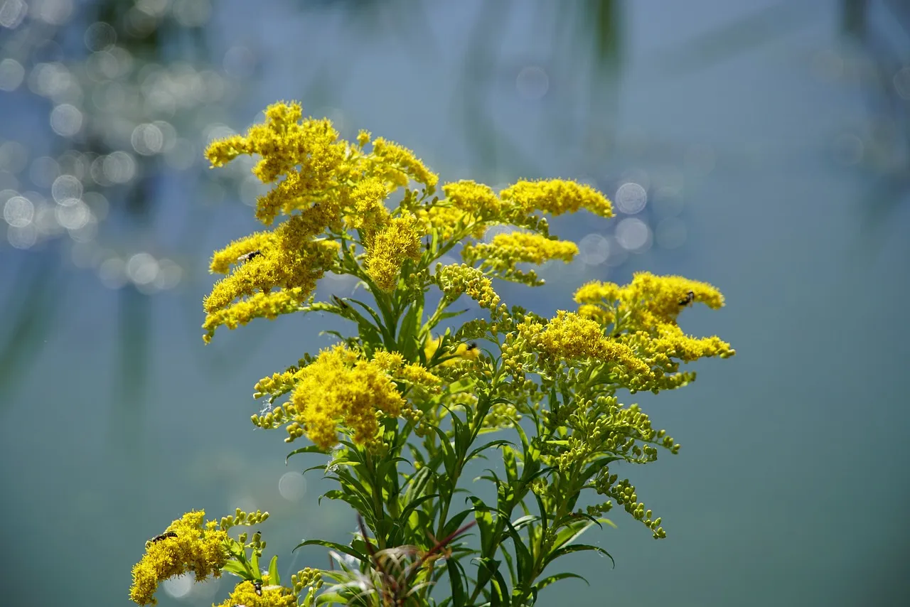 Goldenrod (Solidago spp.)