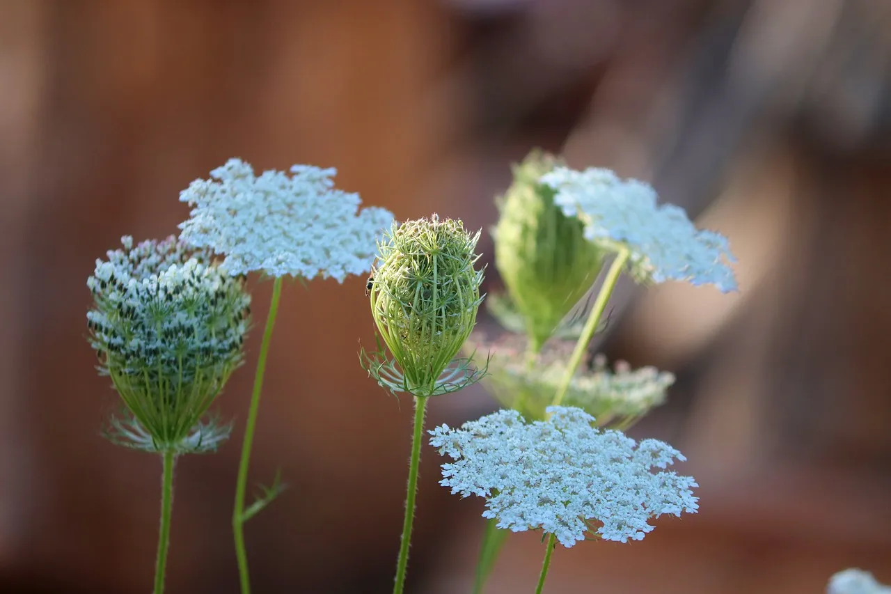 Queen Anne’s Lace (Daucus carota)