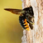 Impact of Seasonal Behavior on Trap Placement and Efficacy in Controlling Carpenter Bees