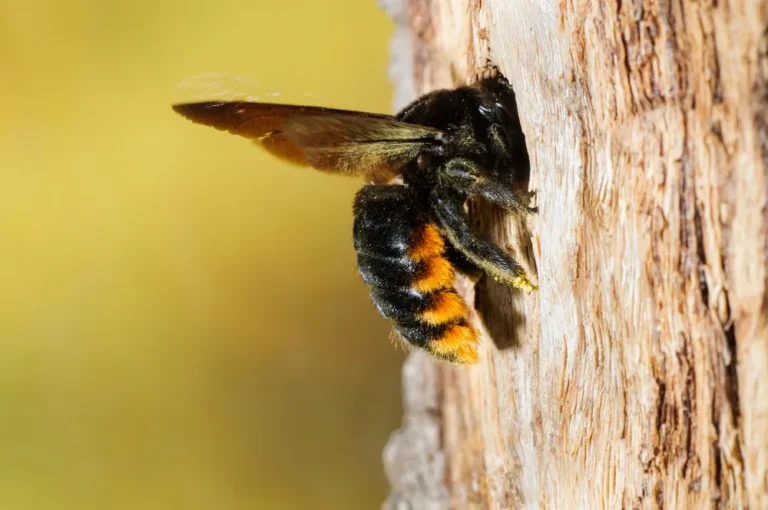 Impact of Seasonal Behavior on Trap Placement and Efficacy in Controlling Carpenter Bees